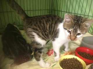 Europäische Hauskatze