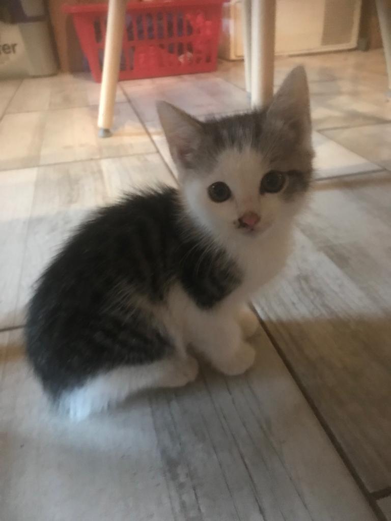 Europäische Hauskatze