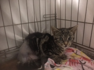 Europäische Hauskatze