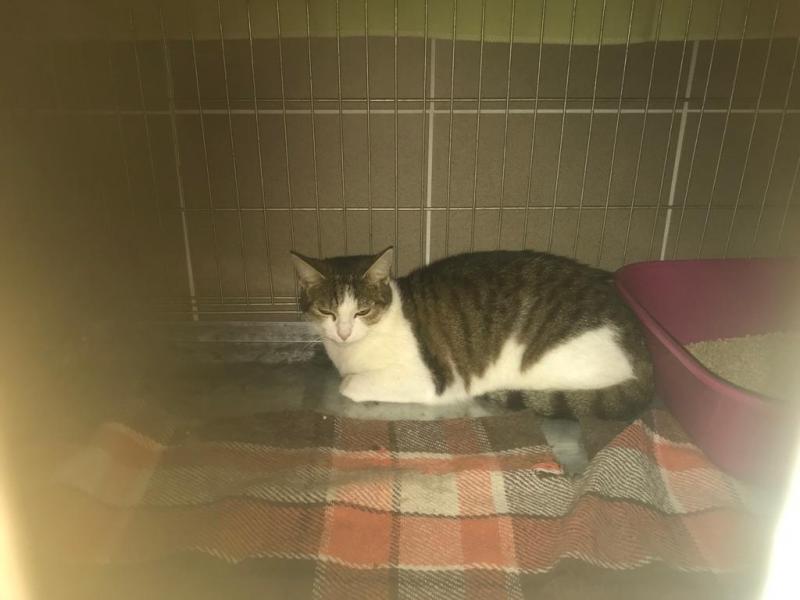 Europäische Hauskatze