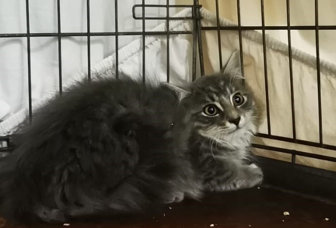 Europäische Hauskatze