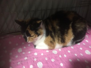 Europäische Hauskatze