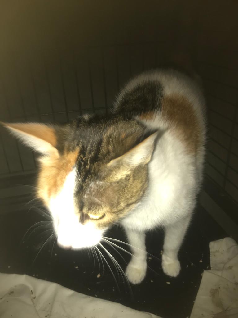 Europäische Hauskatze