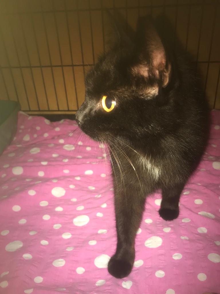 Europäische Hauskatze