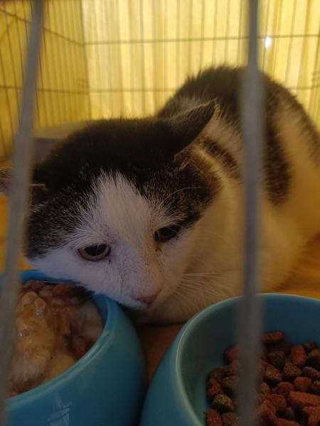 Europäische Hauskatze