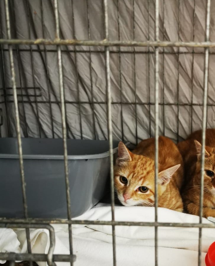 Europäische Hauskatze