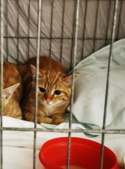 Fundtier Tier-ID 29966