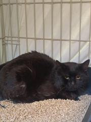 Fundtier Tier-ID 29478