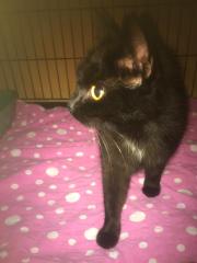 Fundtier Tier-ID 29503