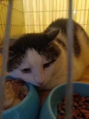 Fundtier Tier-ID 29547