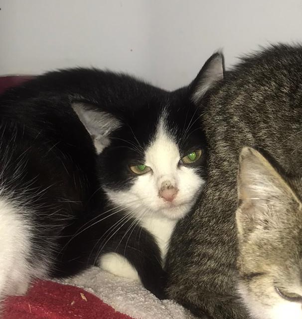 Europäische Hauskatze