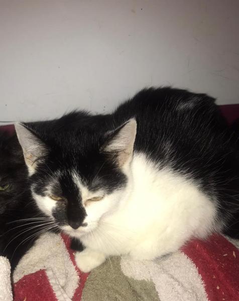 Europäische Hauskatze