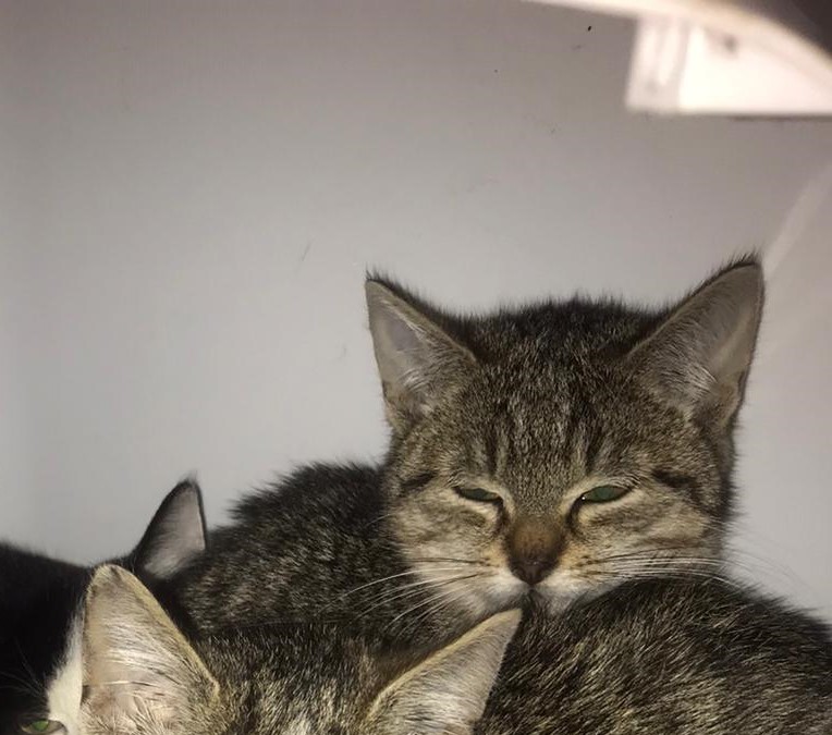 Europäische Hauskatze