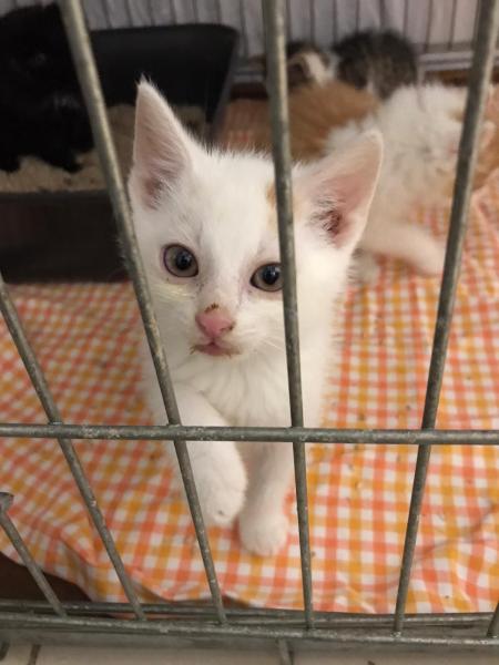 Europäische Hauskatze