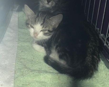 Europäische Hauskatze