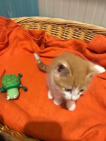 Europäische Hauskatze