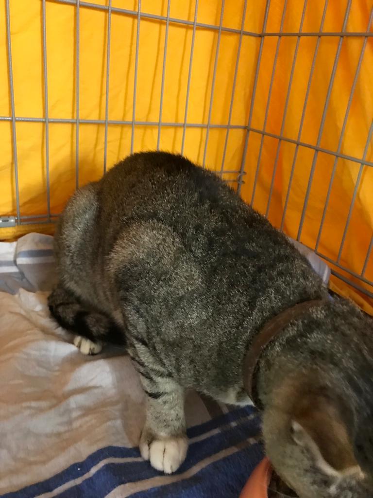 Europäische Hauskatze