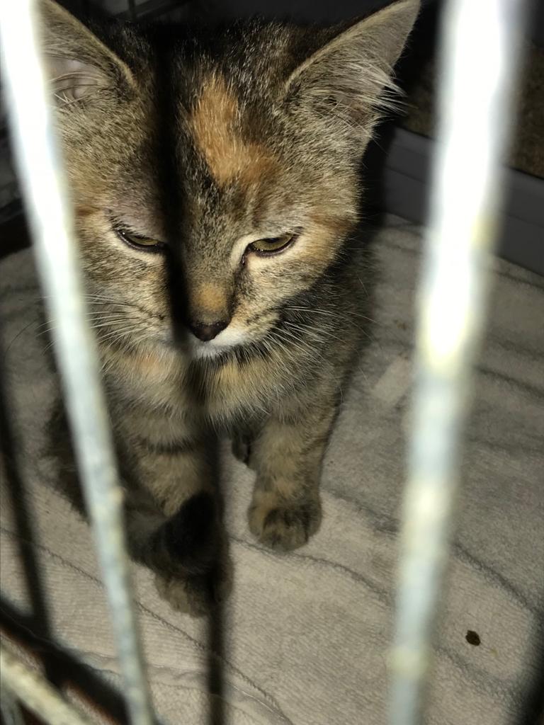 Europäische Hauskatze