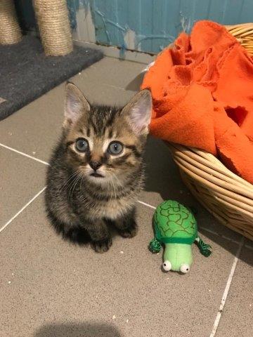 Europäische Hauskatze