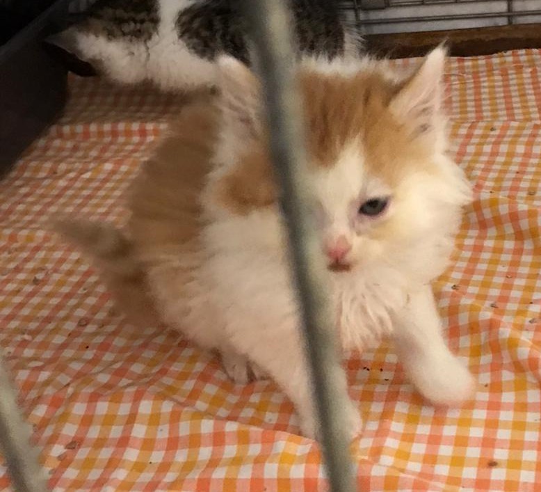 Europäische Hauskatze