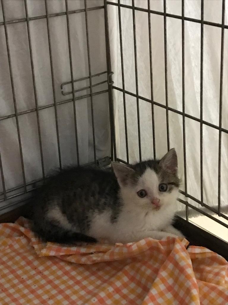 Europäische Hauskatze