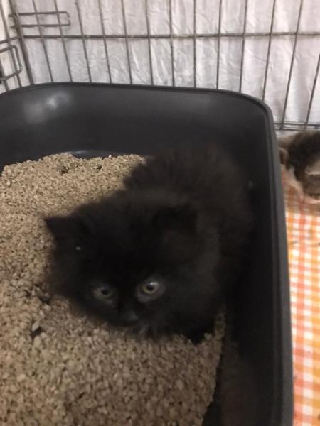 Europäische Hauskatze