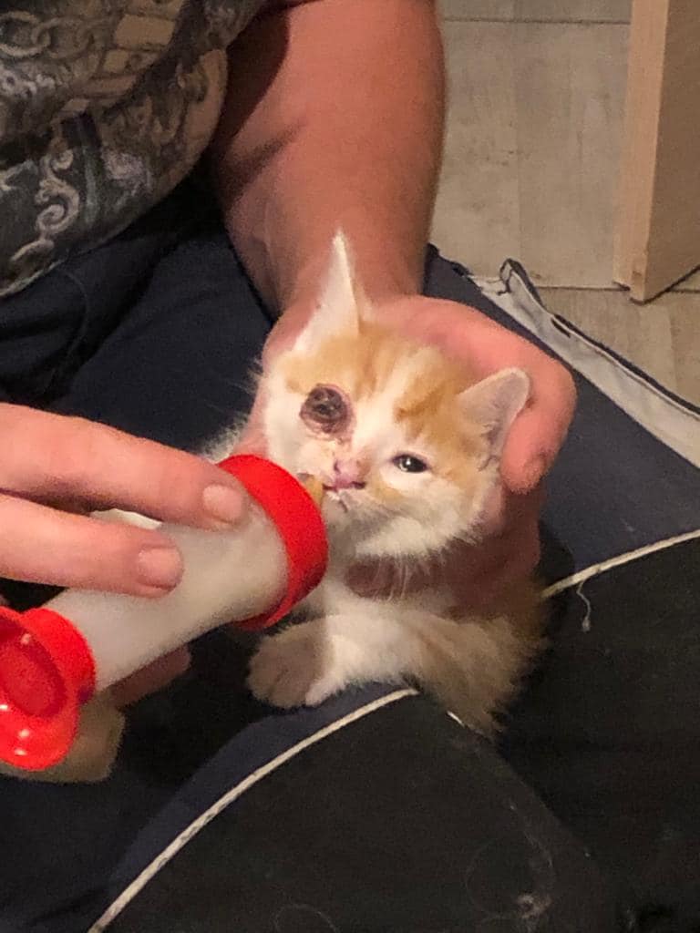 Europäische Hauskatze