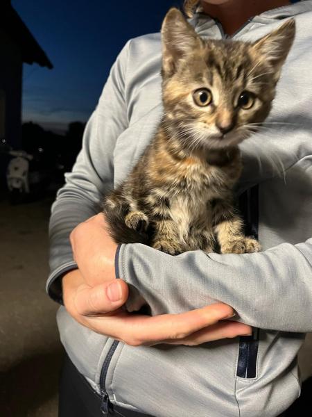 Europäische Hauskatze