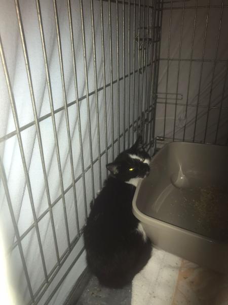 Europäische Hauskatze