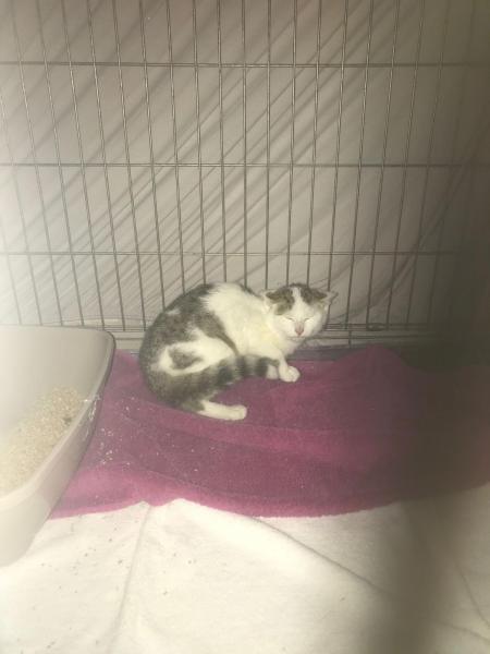 Europäische Hauskatze