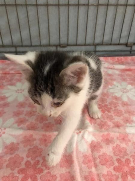 Europäische Hauskatze