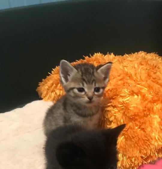 Europäische Hauskatze