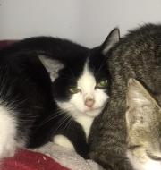 Fundtier Tier-ID 30158