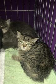 Fundtier Tier-ID 30159