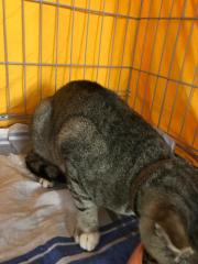 Fundtier Tier-ID 30111