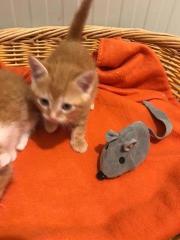 Fundtier Tier-ID 30075