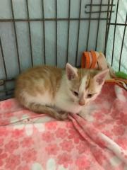 Fundtier Tier-ID 30179