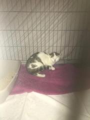 Fundtier Tier-ID 30149