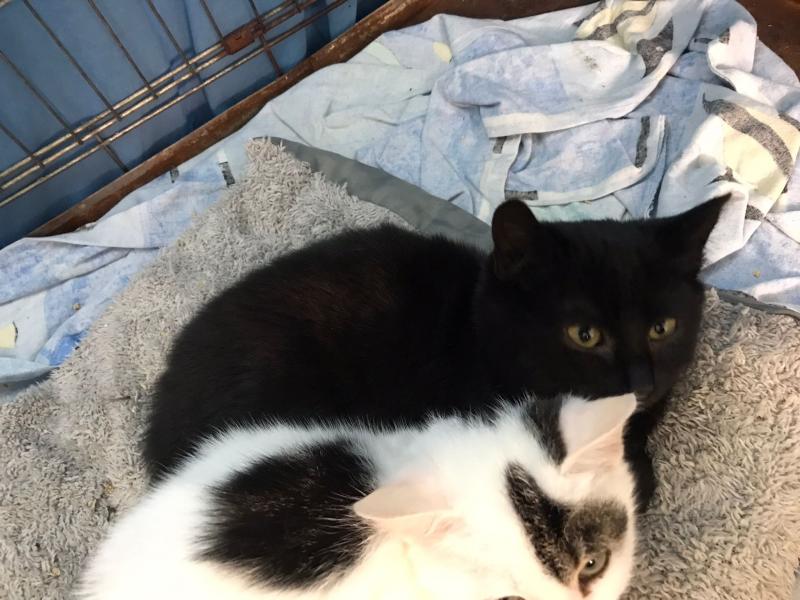 Europäische Hauskatze