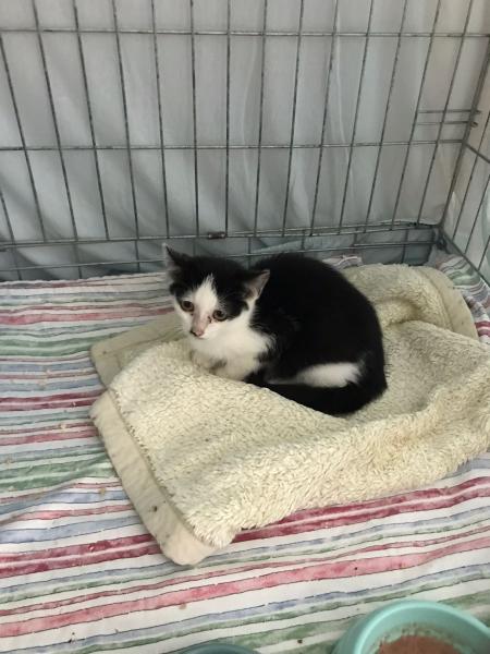 Europäische Hauskatze