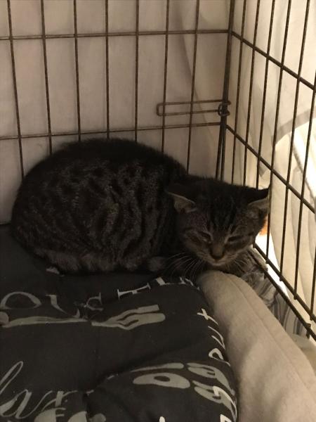 Europäische Hauskatze