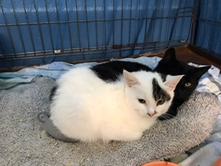 Europäische Hauskatze