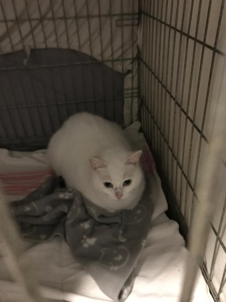 Europäische Hauskatze