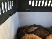 Fundtier Tier-ID 30621