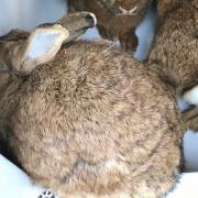 Fundtier Tier-ID 30622