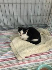 Fundtier Tier-ID 30615