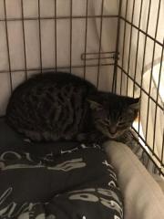 Fundtier Tier-ID 30616