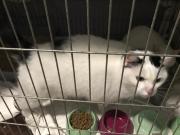 Fundtier Tier-ID 31245