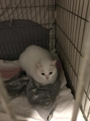 Fundtier Tier-ID 31244