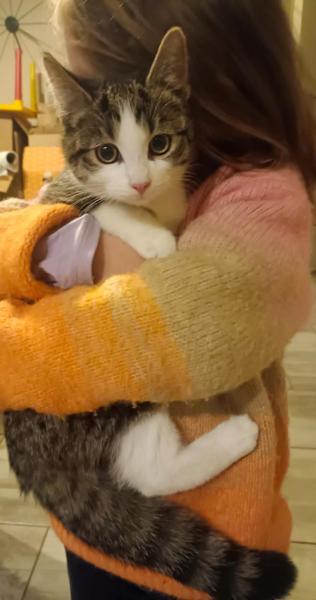 Europäische Hauskatze